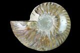 Cut & Polished Ammonite Fossil (Half) - Agate Replaced #146133-1